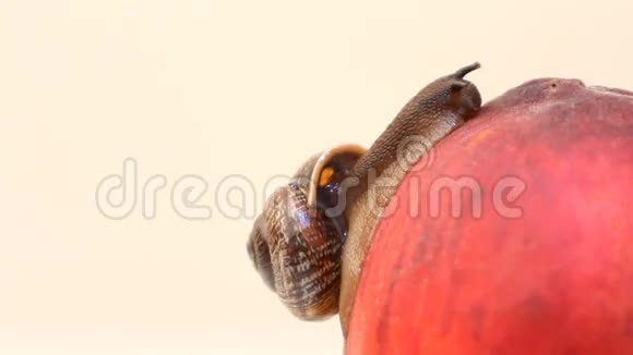 蜗牛在白色背景下吃水果和桃子视频的预览图