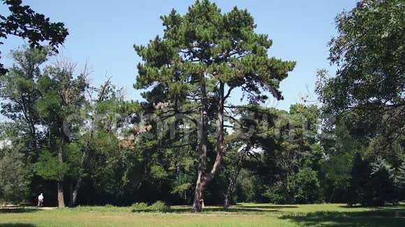 阿斯卡尼亚新星草地上的树景观视频的预览图
