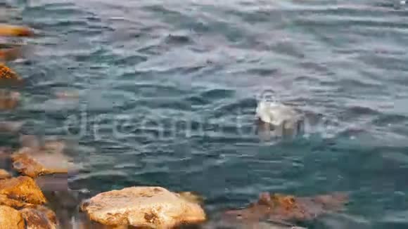 巴库堤岸石堆附近里海的垃圾漂浮物视频的预览图