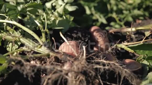 清理田间新鲜有机土豆农民从土壤中收获土豆视频的预览图