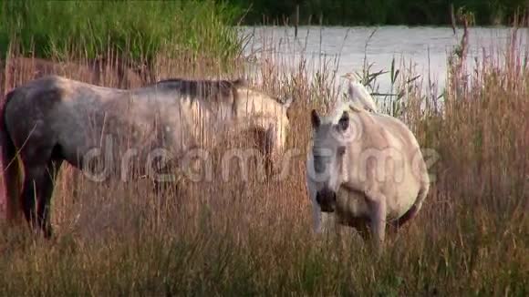 两匹白马和一只有趣的鸟视频的预览图