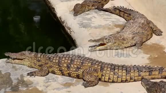 许多鳄鱼晒太阳池塘里的鳄鱼视频的预览图