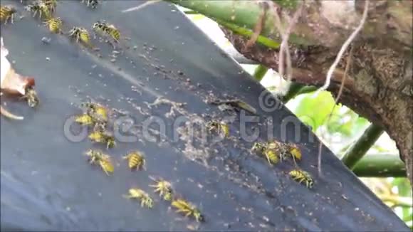 黄蜂在花园棚顶上觅食视频的预览图