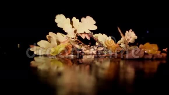 一棵橡树的秋枝叶色深视频的预览图