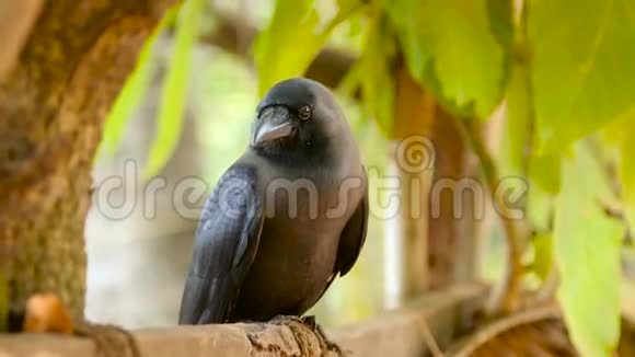 一只大黑乌鸦坐在木栅栏上视频的预览图