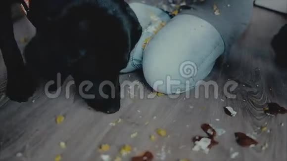 一个黑色的大实验室上面戴着生日派对帽子吃蛋糕视频的预览图