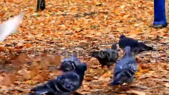 秋公园里的鸽子视频的预览图