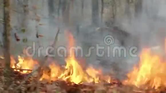 泰国山区野火潘射视频的预览图
