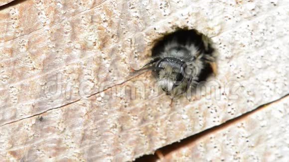 孤独的野生蜜蜂Osmiabicornis从树干的洞里向外张望昆虫旅馆视频的预览图