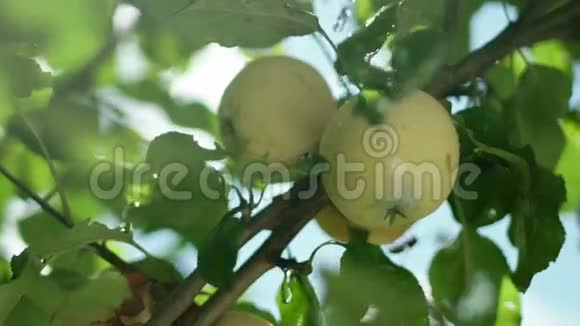 树枝上有两个苹果一棵树上有两个成熟的苹果苹果树绿苹果视频的预览图