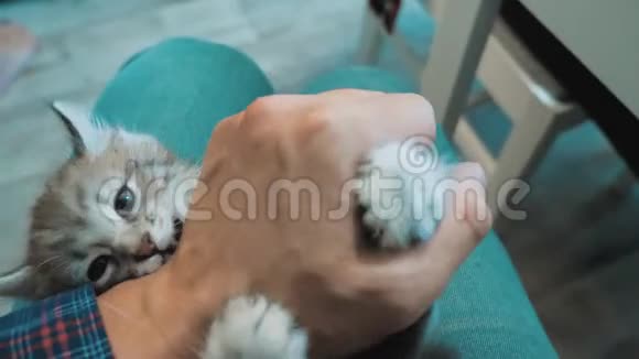 一个人和一只小猫玩耍他的手放在膝盖上小猫被播放了美丽可爱的有趣视频猫猫猫猫猫视频的预览图