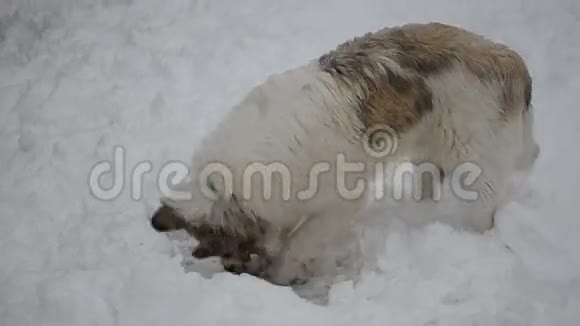 狗挖雪视频的预览图
