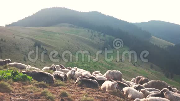 在山上牧场上放着一群羊视频的预览图