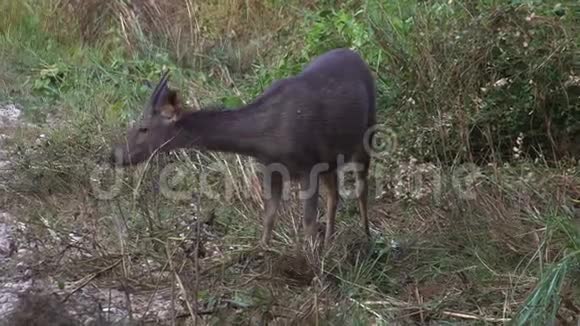 尼泊尔赤湾国家公园森林中的桑巴尔鹿鲁萨单色放牧视频的预览图
