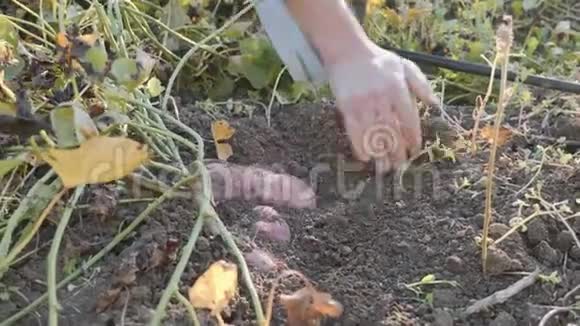 农夫在田里挖一个卖菜的人在田里收获红薯视频的预览图