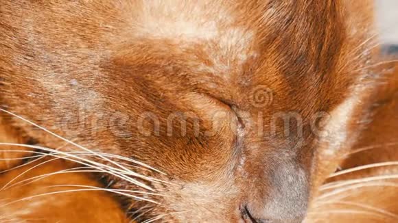 非常漂亮的棕色猫睡觉光滑的头发猫闭着眼睛躺着近距离观察视频的预览图