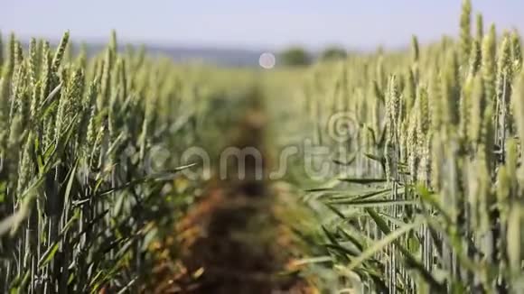 背景或纹理小麦品种的针状种子绿色黑麦特写耳朵在风中摆动视频的预览图