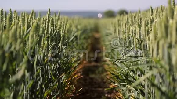 背景或纹理小麦品种的针状种子绿色黑麦特写耳朵在风中摆动视频的预览图