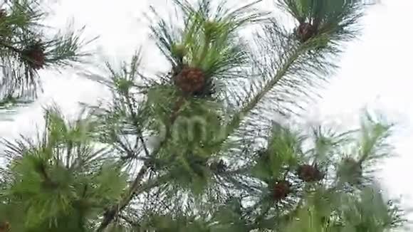 有许多冷杉锥的树枝在微风中移动蓝天视频的预览图