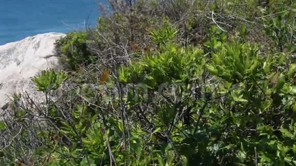 海滨植物视频的预览图