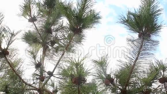 有许多冷杉锥的树枝在微风中移动蓝天视频的预览图