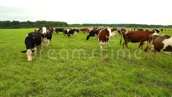 一群微弱的牛在草地上吃草视频的预览图