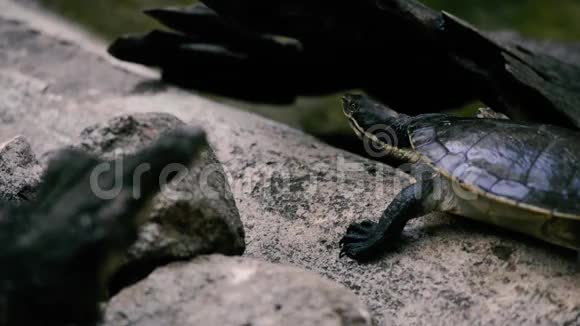 玛丽河海龟在动物园视频的预览图