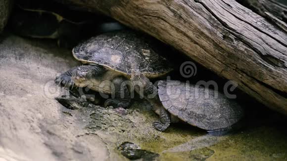 玛丽河海龟在动物园视频的预览图
