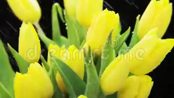 黄色郁金香在大雨中旋转视频的预览图