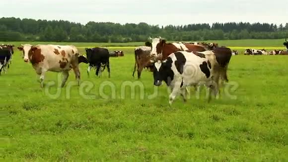有几头牛在田野的草地上向左走视频的预览图