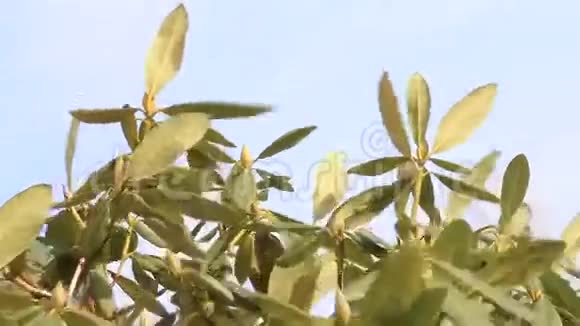 春天杜鹃花的花蕾视频的预览图
