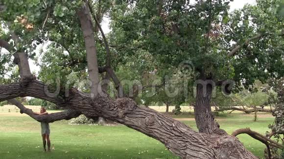 穿灰色衣服的女人和站在公园树上的桑德斯视频的预览图
