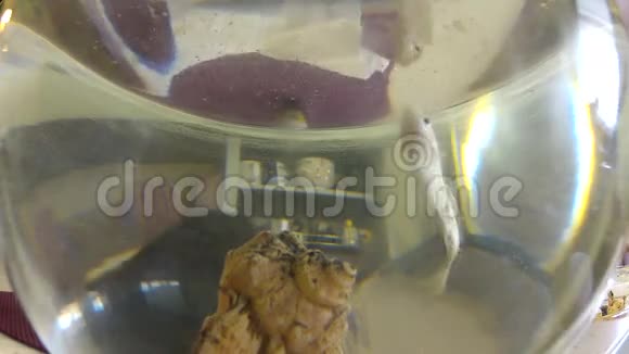 小金鱼在鱼缸里慢慢地游来游去视频的预览图