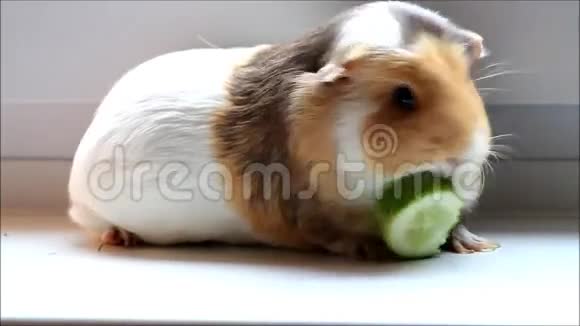 宠物豚鼠啃黄瓜视频的预览图