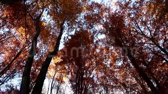 秋林盘镜头耀斑视频的预览图