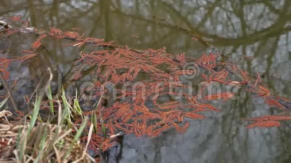 小溪林溪水流桦树的叶子在大自然的水中漂浮视频的预览图