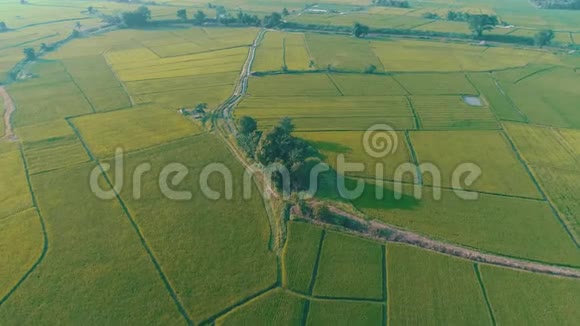 清莱地区美丽的田野和河流的鸟瞰图视频的预览图