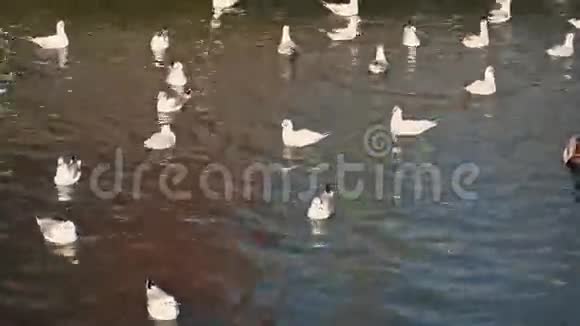 鸭子在水中惊吓海鸥视频的预览图
