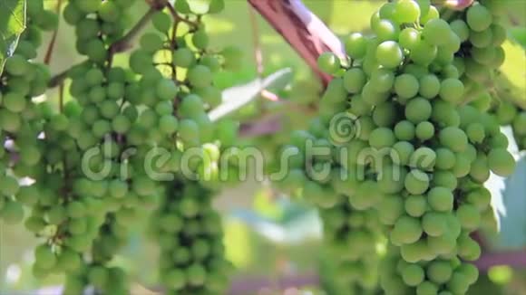 未成熟的绿色葡萄上的阳光视频的预览图