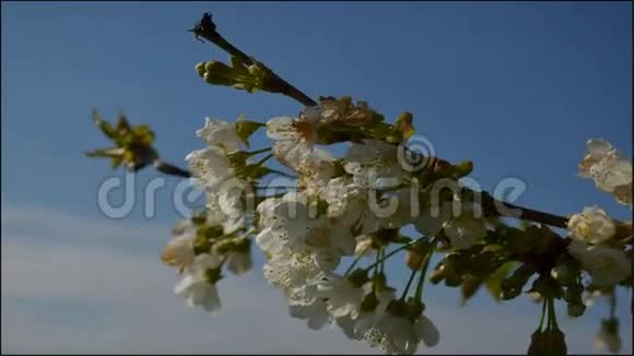 苹果在蓝色的天空中开花视频的预览图