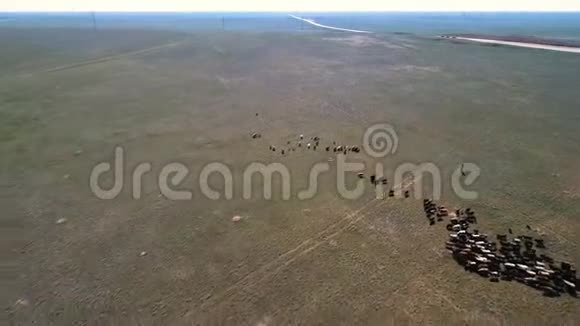 一群羊在田野上视频的预览图