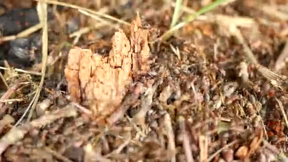 全高清新蚁群开始建造新蚁丘蚁群是一个基本的家族单位视频的预览图