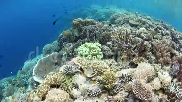 生长在落差边缘的健康珊瑚视频的预览图