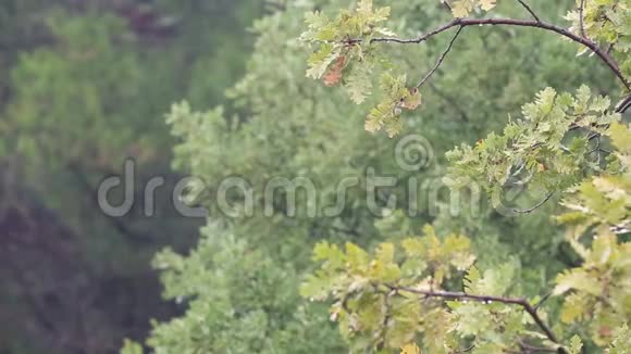 秋天的风景秋天的背景落叶橡树叶抽象的自然背景有限的景深有空间给泰克斯视频的预览图