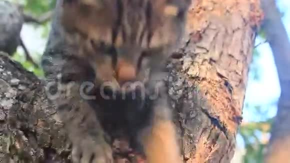 猫爬树视频的预览图