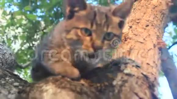 猫爬树视频的预览图