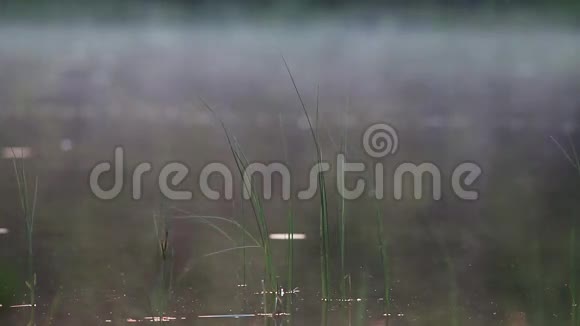 烟雾缭绕的湖面上有蚊子和鼠疫病毒视频的预览图