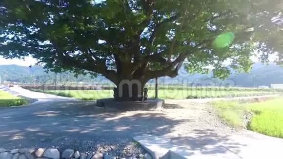 韩国庆南哈平川雅罗旺塔BullyZelkoba树视频的预览图