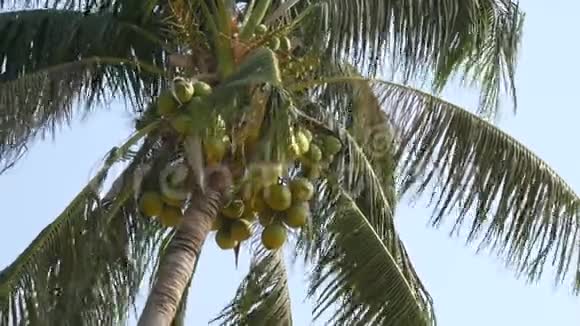 椰子棕榈树上有绿色椰子视频的预览图