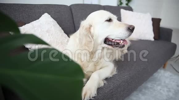 家庭宠物的生活一只漂亮的金毛猎犬正在沙发上休息视频的预览图